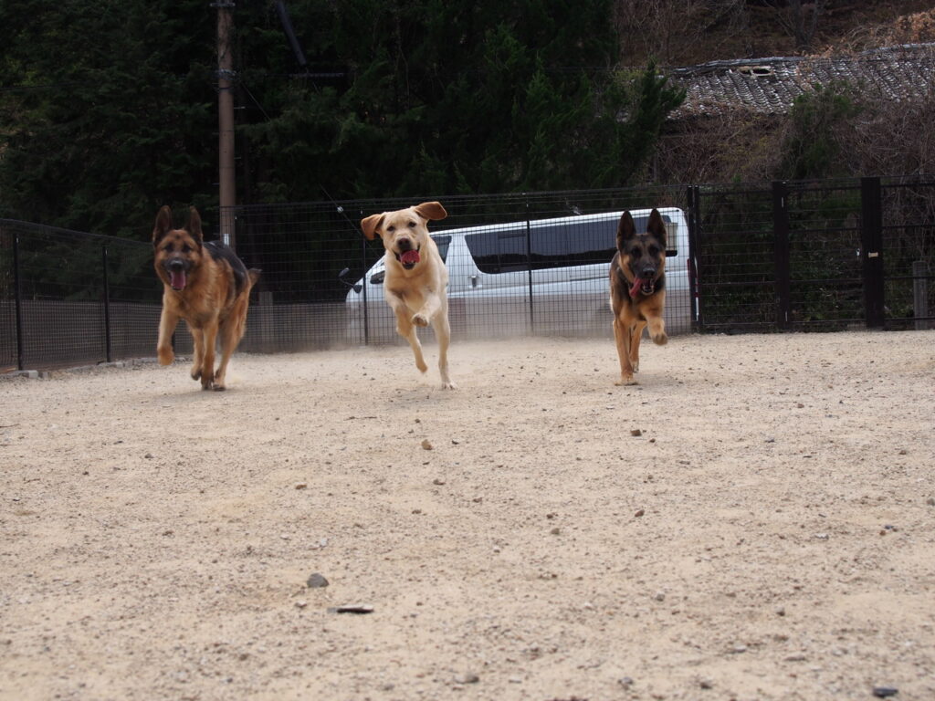 DOG パーク 森