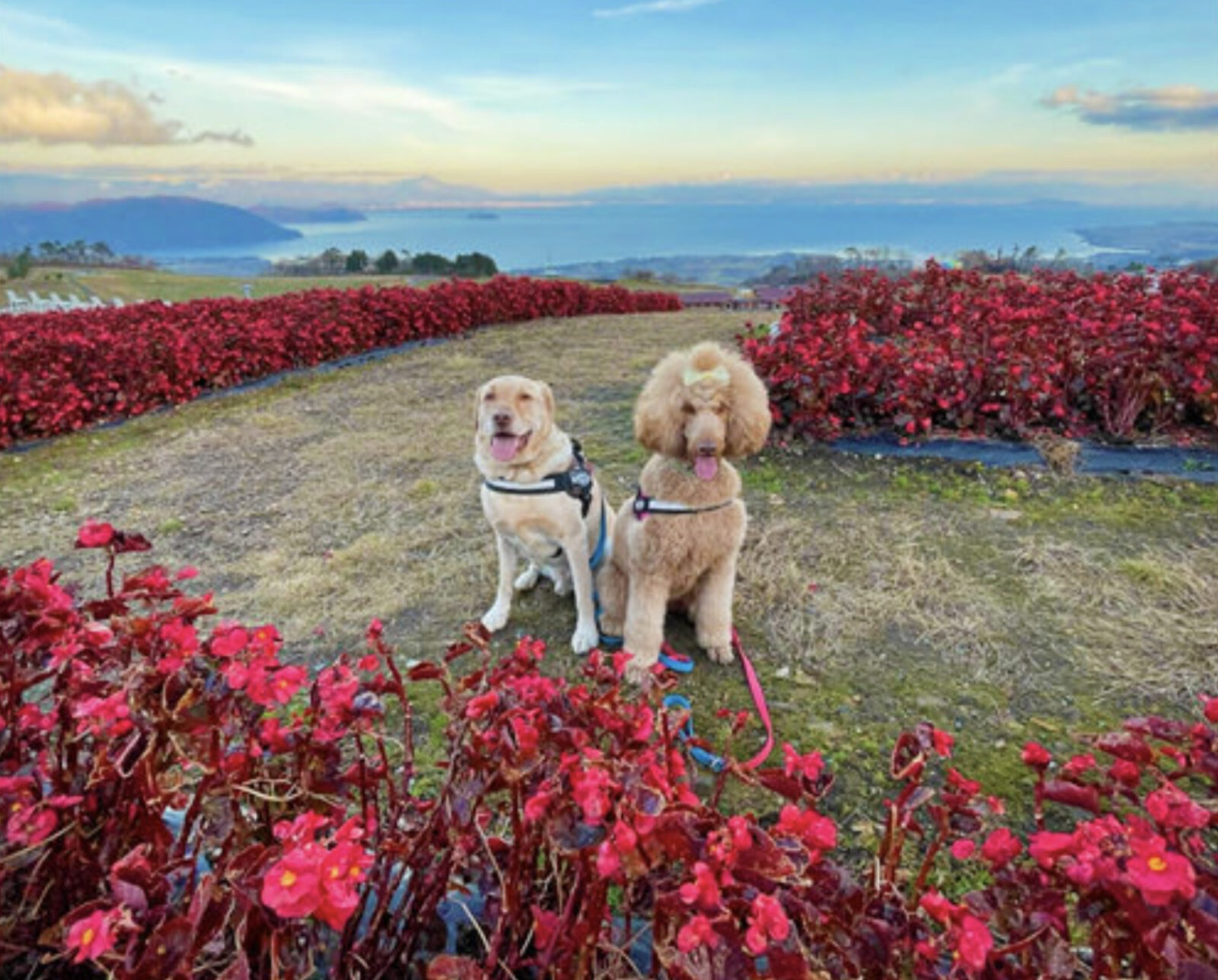 びわこ箱館山 ドッグラン