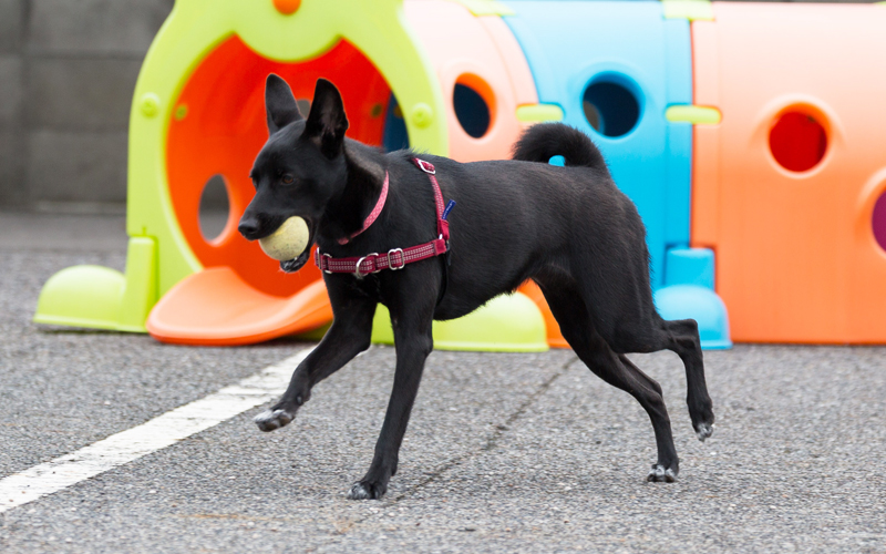 空港通りペットホテル＆ヘルスケア