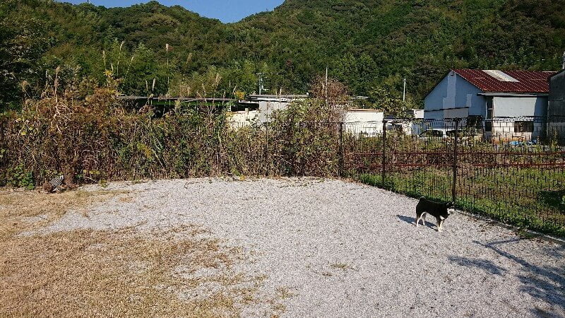 ワンワンさくら ドッグラン