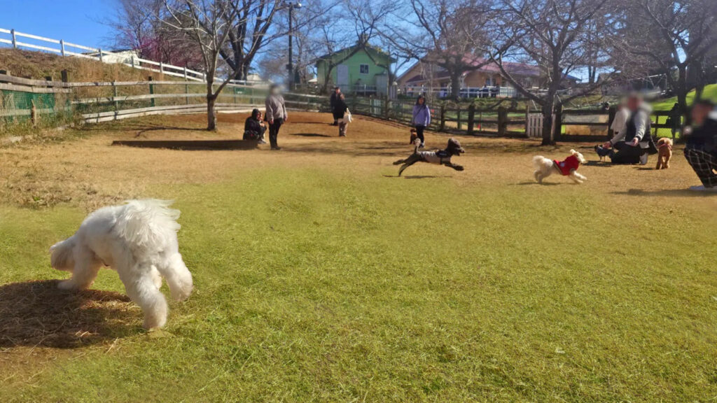 2024_2_dog_r_image2