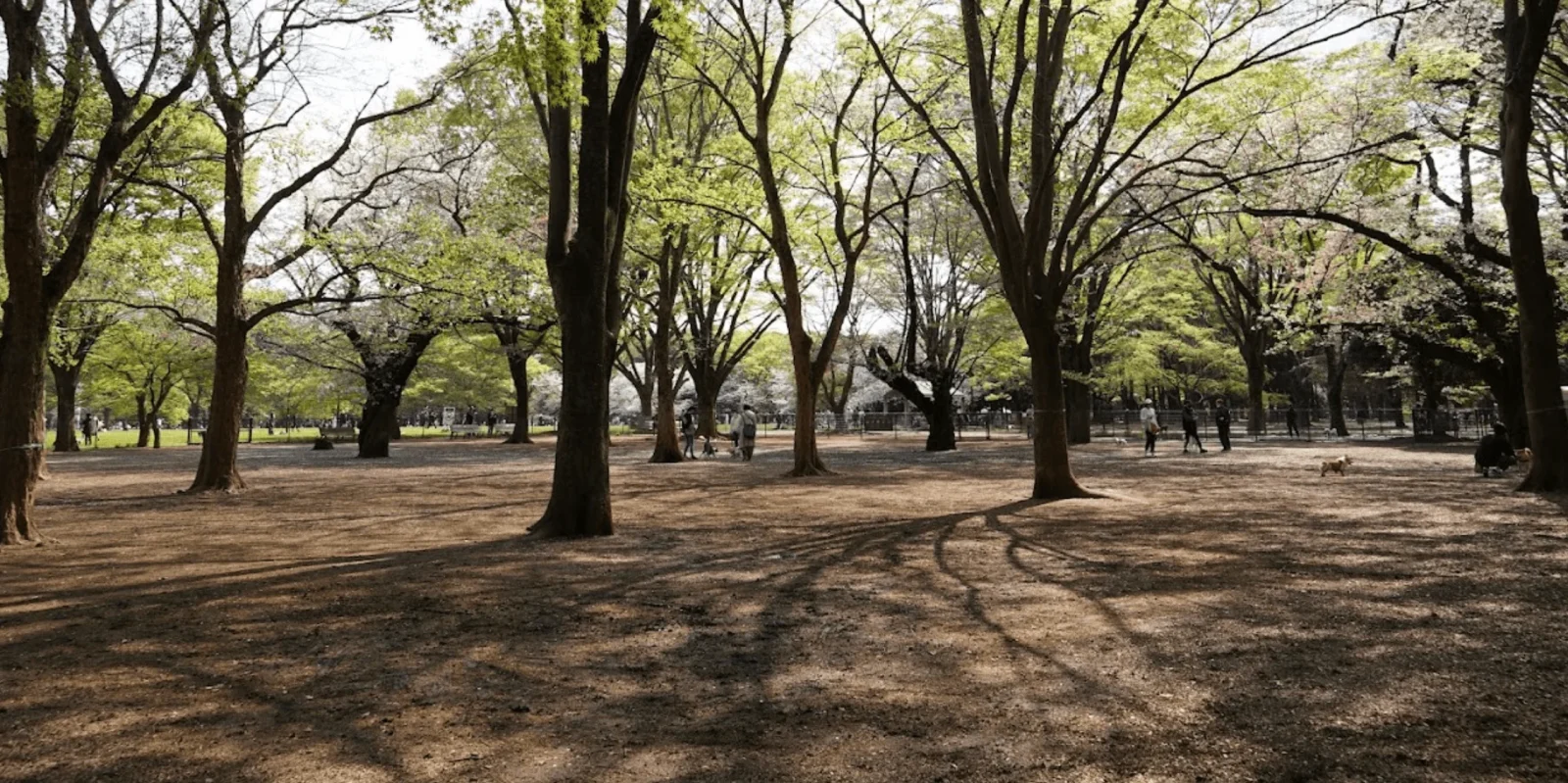 代々木公園ドッグラン