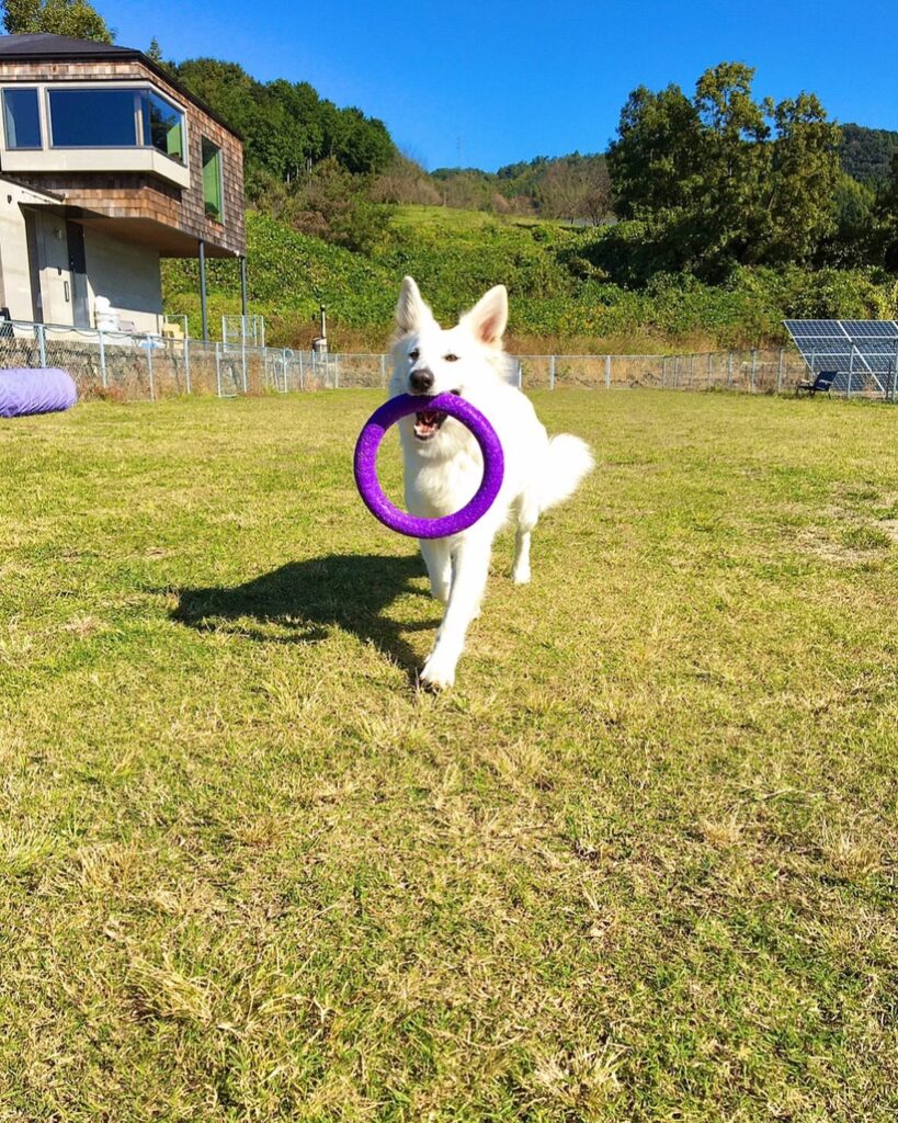 DOGS LIFE ロンシャンの庭