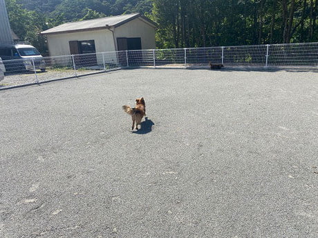 奄美いんまや動物病院ドッグラン