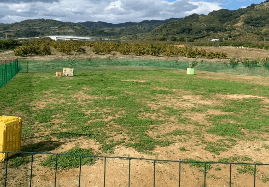 ドッグラン Beck