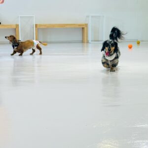 DOG SOCIALIZE CLUB(ドッグ ソーシャライズ クラブ)