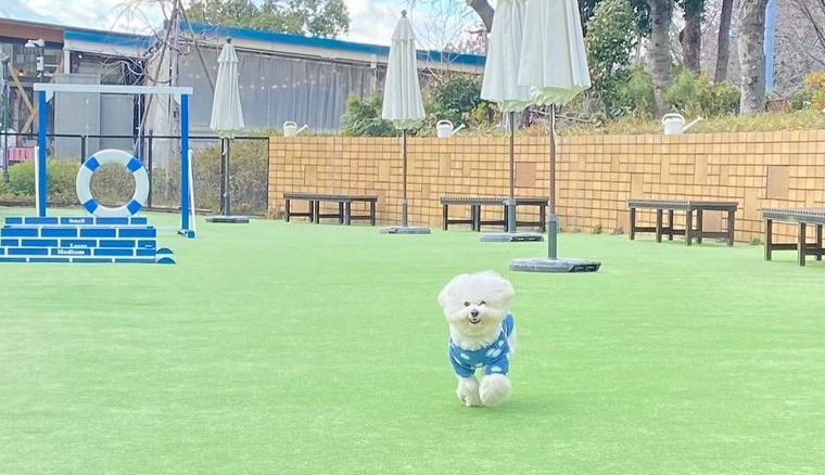 37183713GRASS DOG&CAT てんしば店