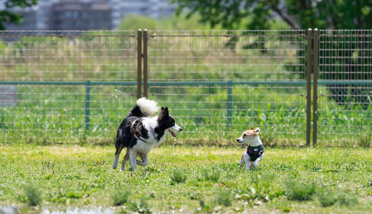 荒川運動公園ドッグラン