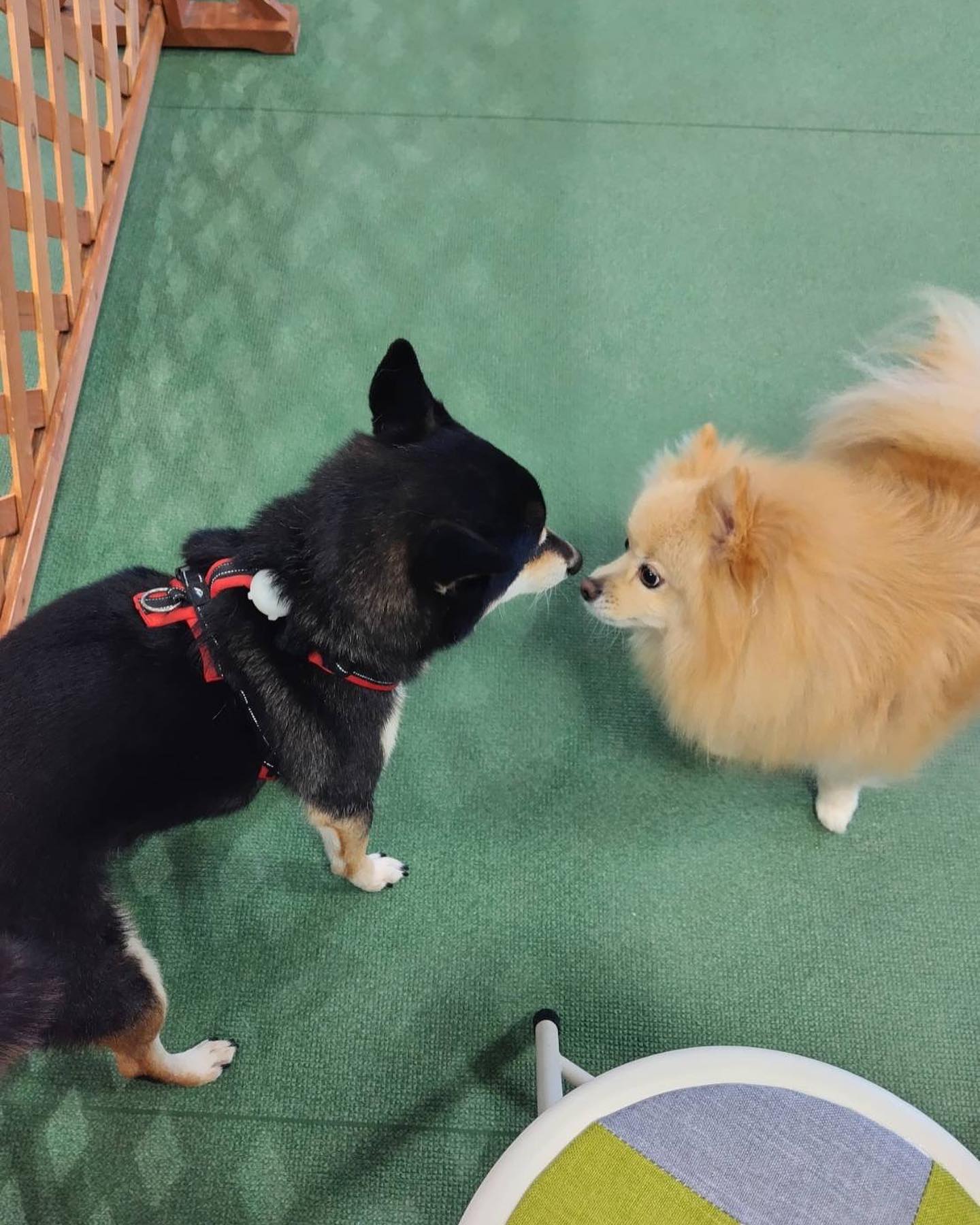 秋田ペット美容学院