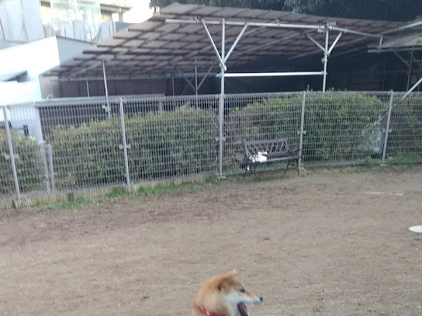 京洛警察犬訓練所