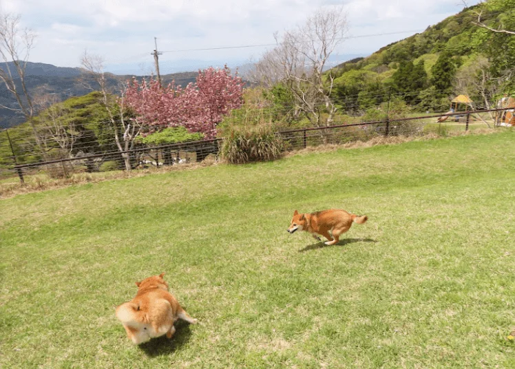 黒沢牧場 ドッグラン