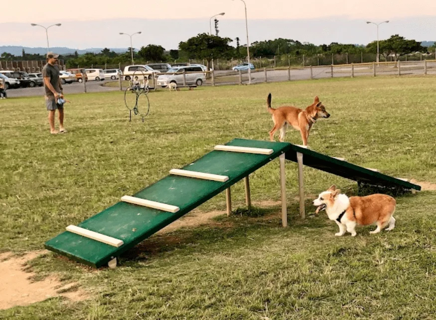 知花ドッグパーク ドッグラン