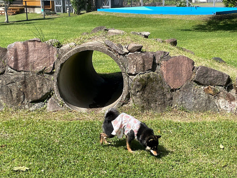 ワンパーク砦 ドッグラン