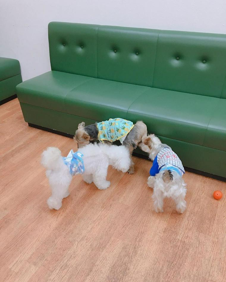 保護犬パーク&ドッグラン・ドッグサロン Wan WanWan長居店