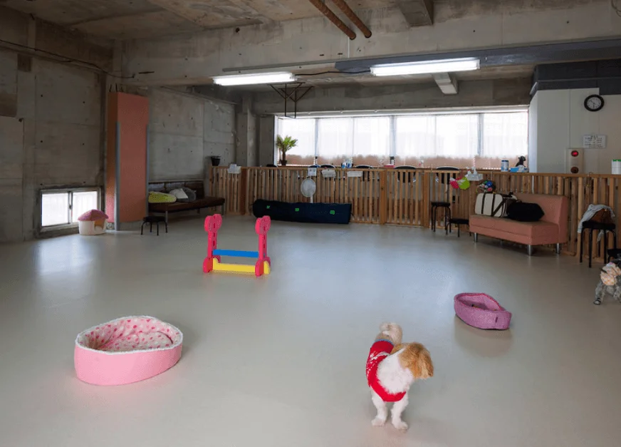 室内ドッグラン Ziko’one (ジーコーズワン)