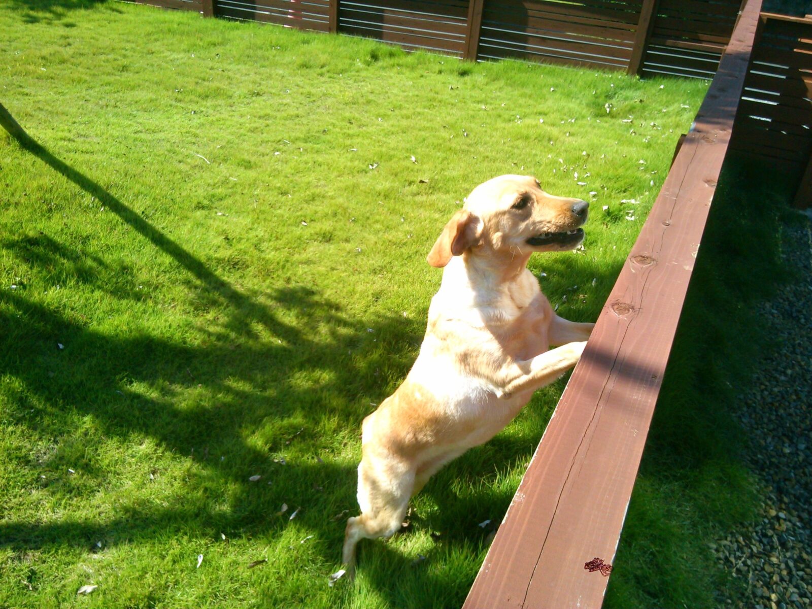 きいれ動物病院ドッグラン