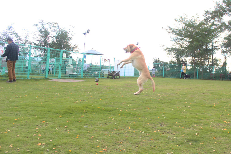 わんわんランドひわだ