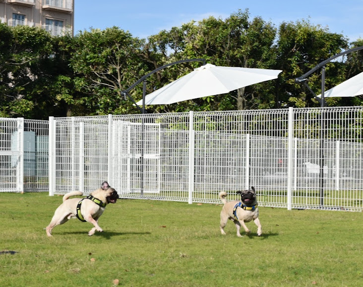 Every one’s cafe（エブリワンズカフェ）ドッグラン