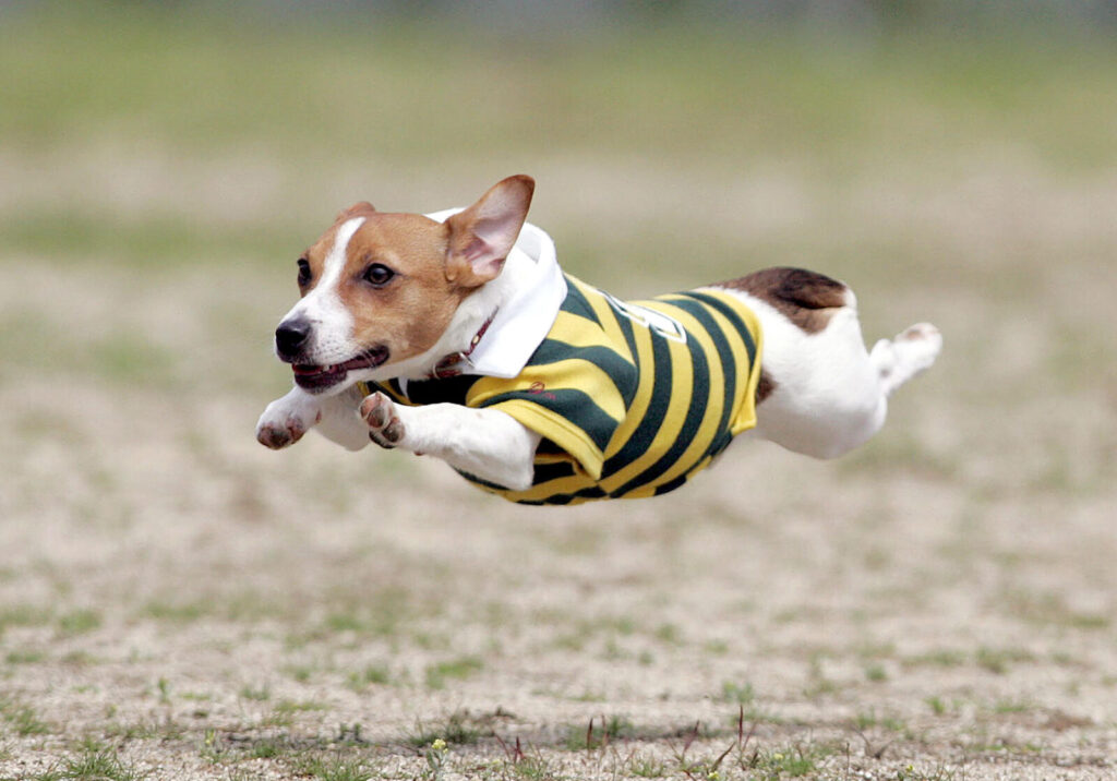 南あわじドッグラン・飛行犬撮影所