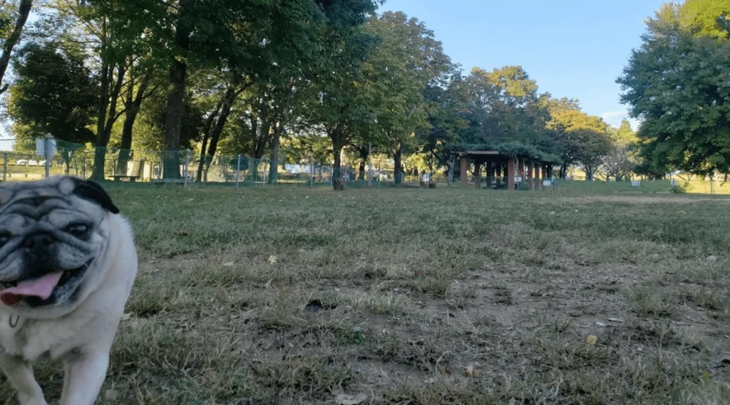蘇南公園ドッグラン広場