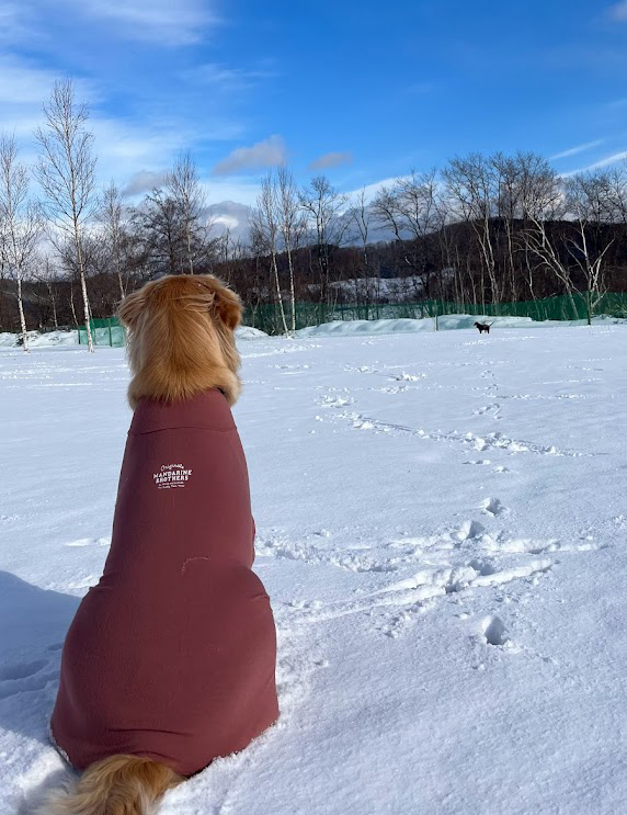 ドッグラン うるの丘 雪景色