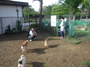 入船公園 ドッグラン