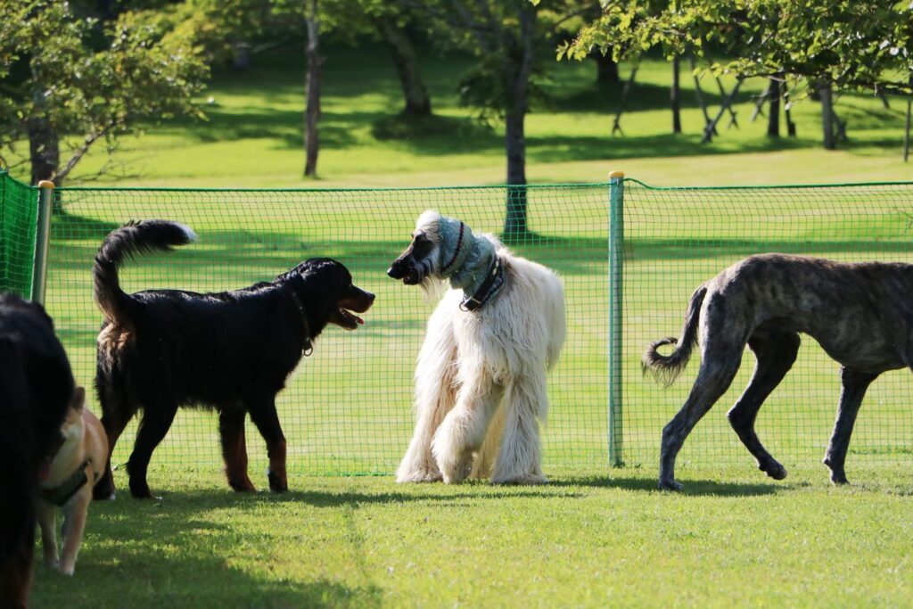 69470867_2114434128861006_5570707002503462912_n